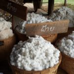 Organická bio bavlna
