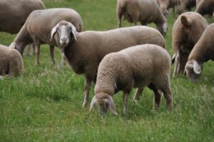 Merino vlna