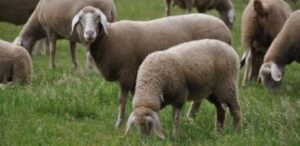 Merino